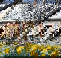 Daffodils at Rydal - Accommodation Sunshine Coast