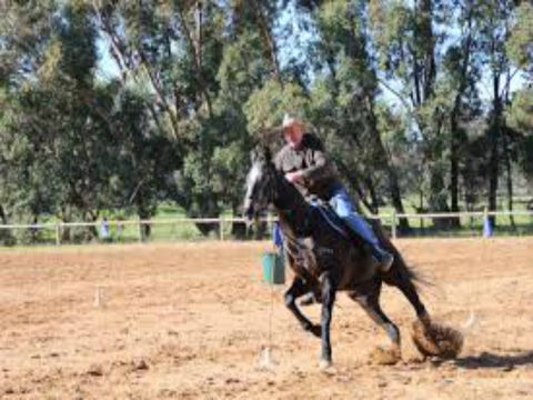 Glen William Gymkhana - Accommodation Sunshine Coast 1
