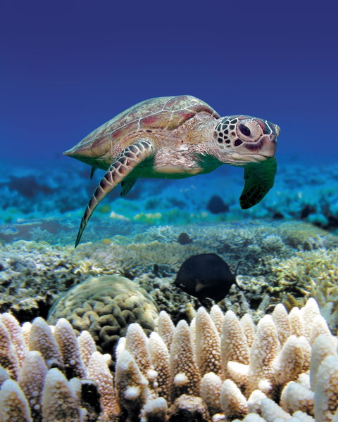 Great Adventures Green Island Ocean Swim - Accommodation Sunshine Coast 2