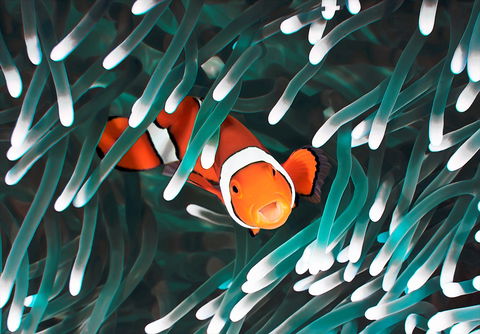 Great Barrier Reef Masters Games - Accommodation Sunshine Coast 1