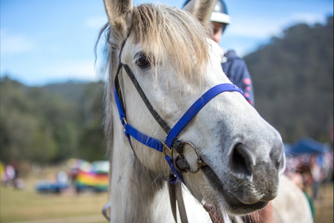 Horses Birthday Festival - Accommodation Sunshine Coast 1