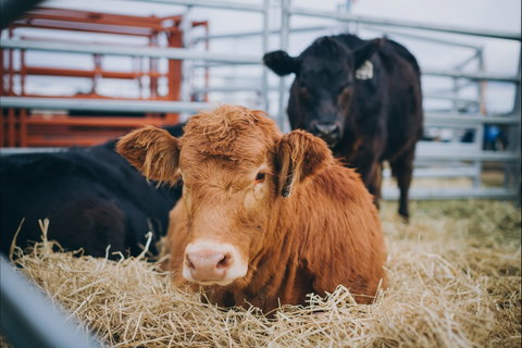 Mudgee Small Farm Field Days - Accommodation Sunshine Coast 2
