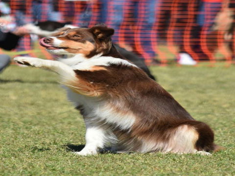 Dogs In The Park NSW Orange - Accommodation Sunshine Coast 0