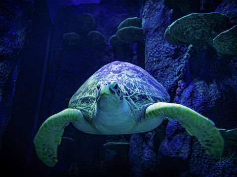 Sydney's Aquarium - Accommodation Sunshine Coast 0