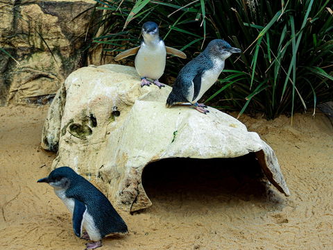 Sydney's Aquarium - Accommodation Sunshine Coast 2