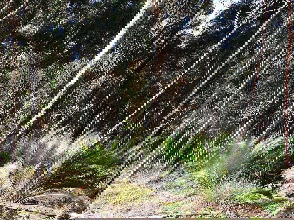 Congo NSW Accommodation Sunshine Coast