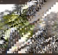 Best Western Sanctuary Inn - Accommodation Sunshine Coast