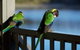 RAC Karri Valley Resort - thumb 3