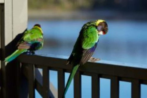 RAC Karri Valley Resort - Accommodation Sunshine Coast 3