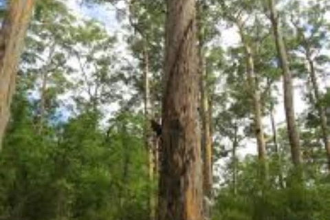 RAC Karri Valley Resort - Accommodation Sunshine Coast 1