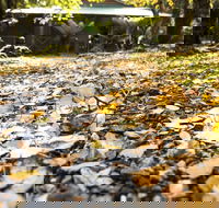 Cradle Forest Inn - Accommodation Sunshine Coast