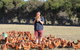 Bimbadeen Phillip Island Farm Retreats - thumb 4