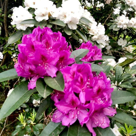 Aldgate Creek Cottage Bed & Breakfast - Accommodation Sunshine Coast 5