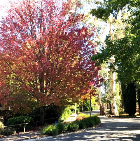 Aldgate Creek Cottage Bed & Breakfast - Accommodation Sunshine Coast 2