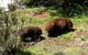 Wombat Cabin - thumb 7