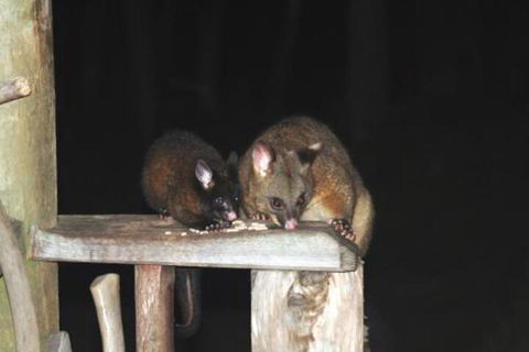 Wombat Cabin - Accommodation Sunshine Coast 5