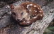 Wombat Cabin - thumb 3