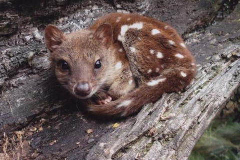 Wombat Cabin - Accommodation Sunshine Coast 3