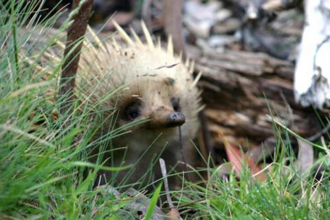 Wombat Cabin - Accommodation Sunshine Coast 2