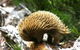 Wombat Cabin - thumb 4