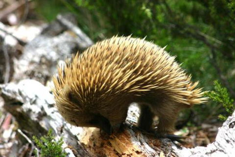 Wombat Cabin - Accommodation Sunshine Coast 4