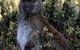 Wombat Cabin - thumb 6