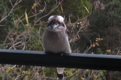 Maleny Country Cottages - Accommodation Sunshine Coast 6