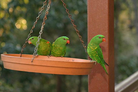 Maleny Country Cottages - Accommodation Sunshine Coast 1