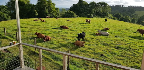 Seasons Of Maleny B&B - Accommodation Sunshine Coast 2