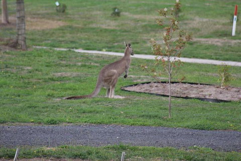 Nyora Lodge B & B - Accommodation Sunshine Coast 7