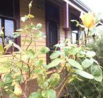 Albion Cottage - Accommodation Sunshine Coast