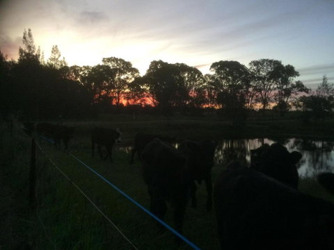 Lovedale Red Gum Cottage - Accommodation Sunshine Coast 4