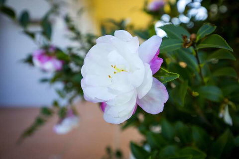 Camellia Cottage - Accommodation Sunshine Coast 6