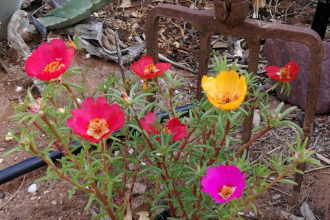 Vagabond Historic - Accommodation Sunshine Coast 1