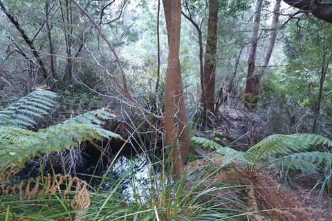 Roland B&B - Accommodation Sunshine Coast 5