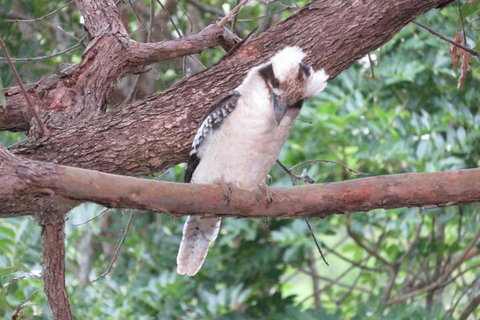 Keillor Lodge - Accommodation Sunshine Coast 2