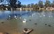 Discovery Parks - Mildura, Buronga Riverside - thumb 1