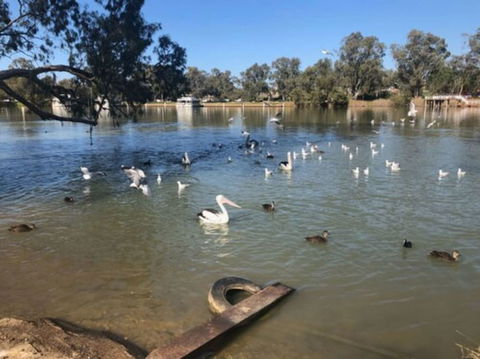 Discovery Parks - Mildura, Buronga Riverside - Accommodation Sunshine Coast 1