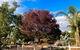 Melbourne Garden Bed & Breakfast - thumb 5