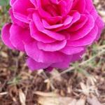 Cradoc TAS Accommodation Sunshine Coast