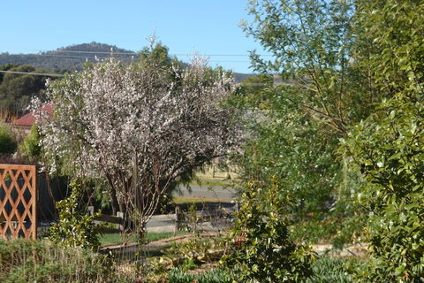 Mulberry Cottage B&B - Accommodation Sunshine Coast 3