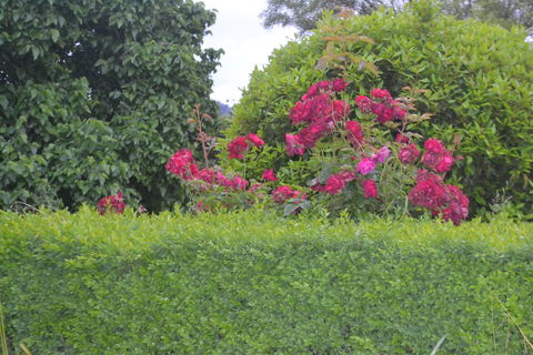 Mulberry Cottage B&B - Accommodation Sunshine Coast 1