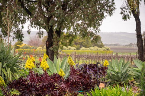 Linger Longer Vineyard Bed & Breakfast - Accommodation Sunshine Coast 2