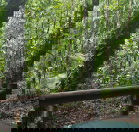 Daintree Crocodylus - Accommodation Sunshine Coast