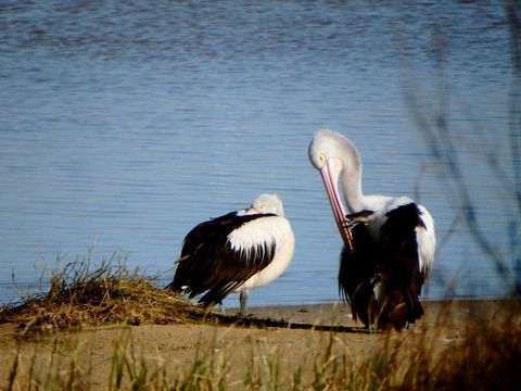 Lazy Lobster Holiday Units & Chalets - Accommodation Sunshine Coast 5