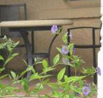 Amalie Cottage Waikerie Unit 1 - Accommodation Sunshine Coast