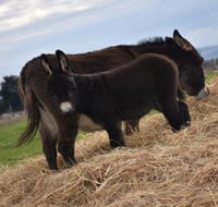 Malakai Farm Stay - Accommodation Sunshine Coast