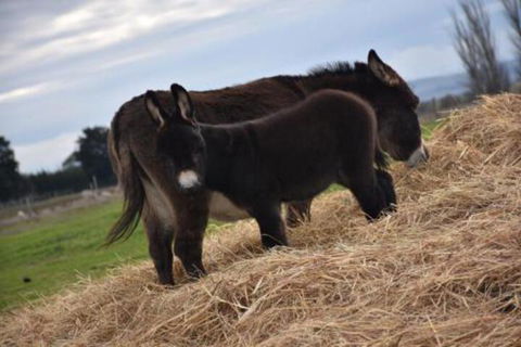 Malakai Farm Stay - Accommodation Sunshine Coast 0