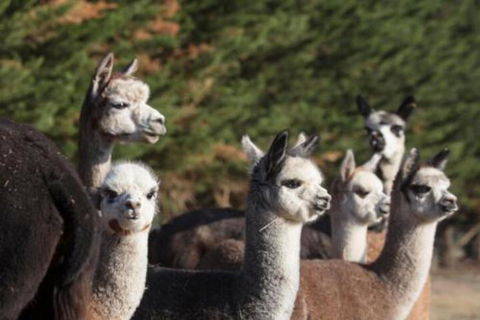 Malakai Farm Stay - Accommodation Sunshine Coast 4