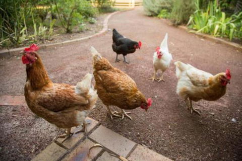 Malakai Farm Stay - Accommodation Sunshine Coast 7